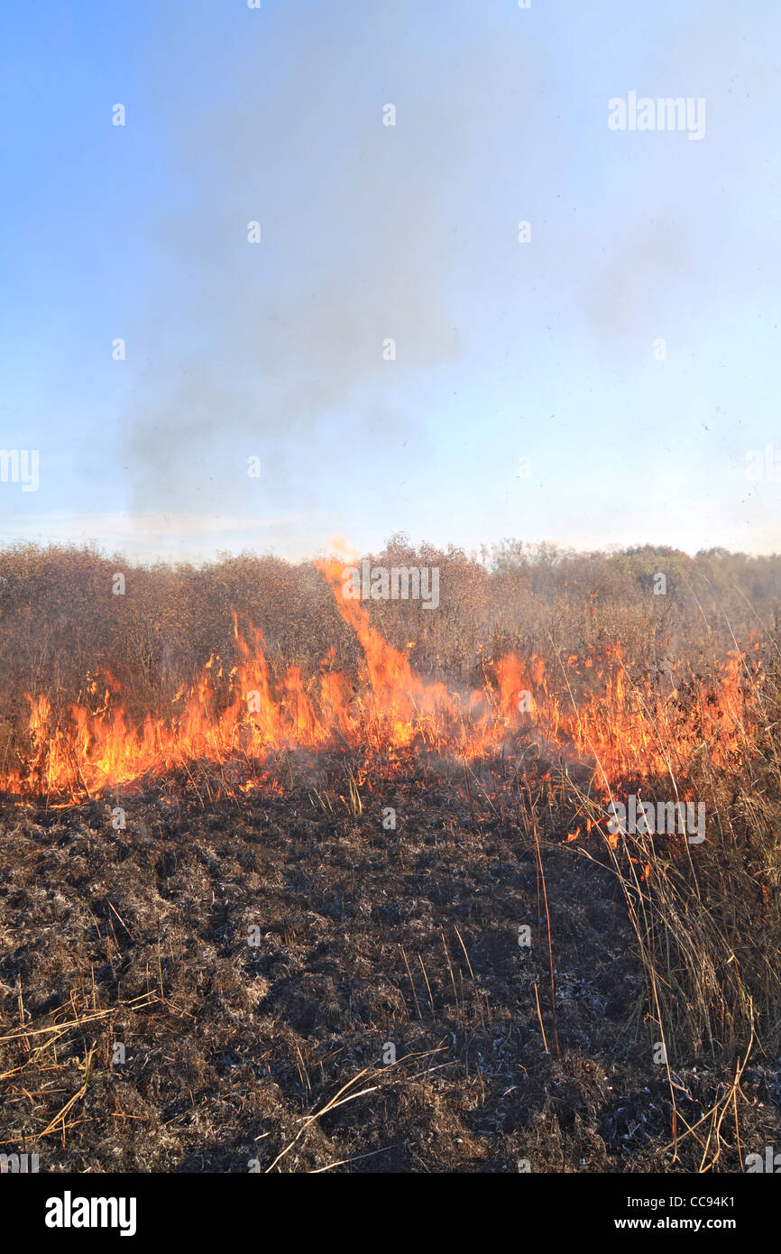 fire in dry herb Stock Photo Alamy