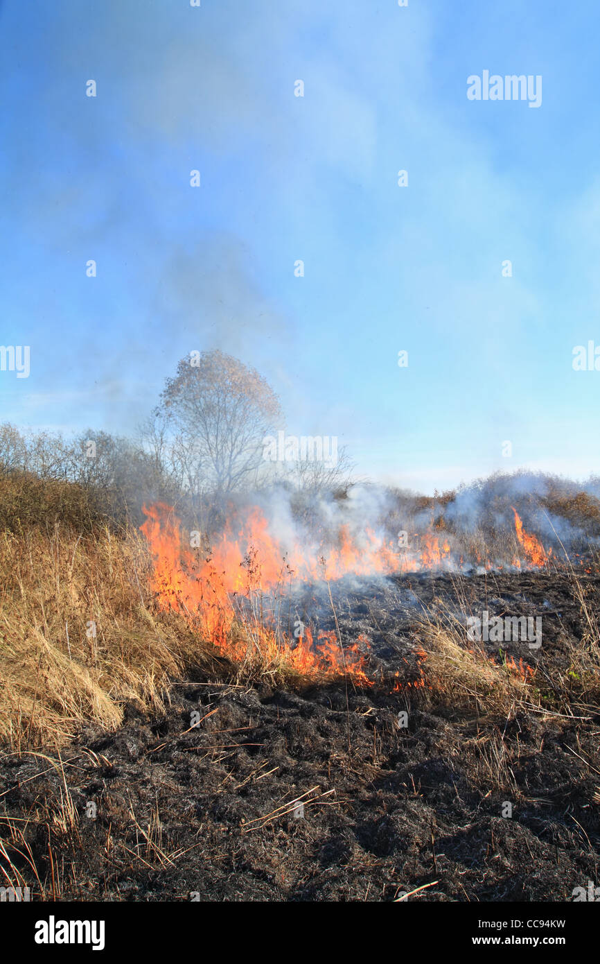 fire in dry herb Stock Photo Alamy