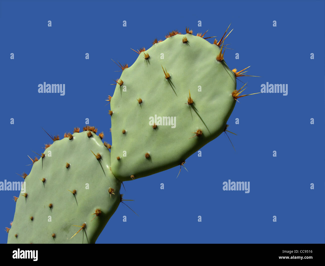 Leaves of a prickly pear cactus plant (Opuntia spp.) with thorns against a blue sky Stock Photo