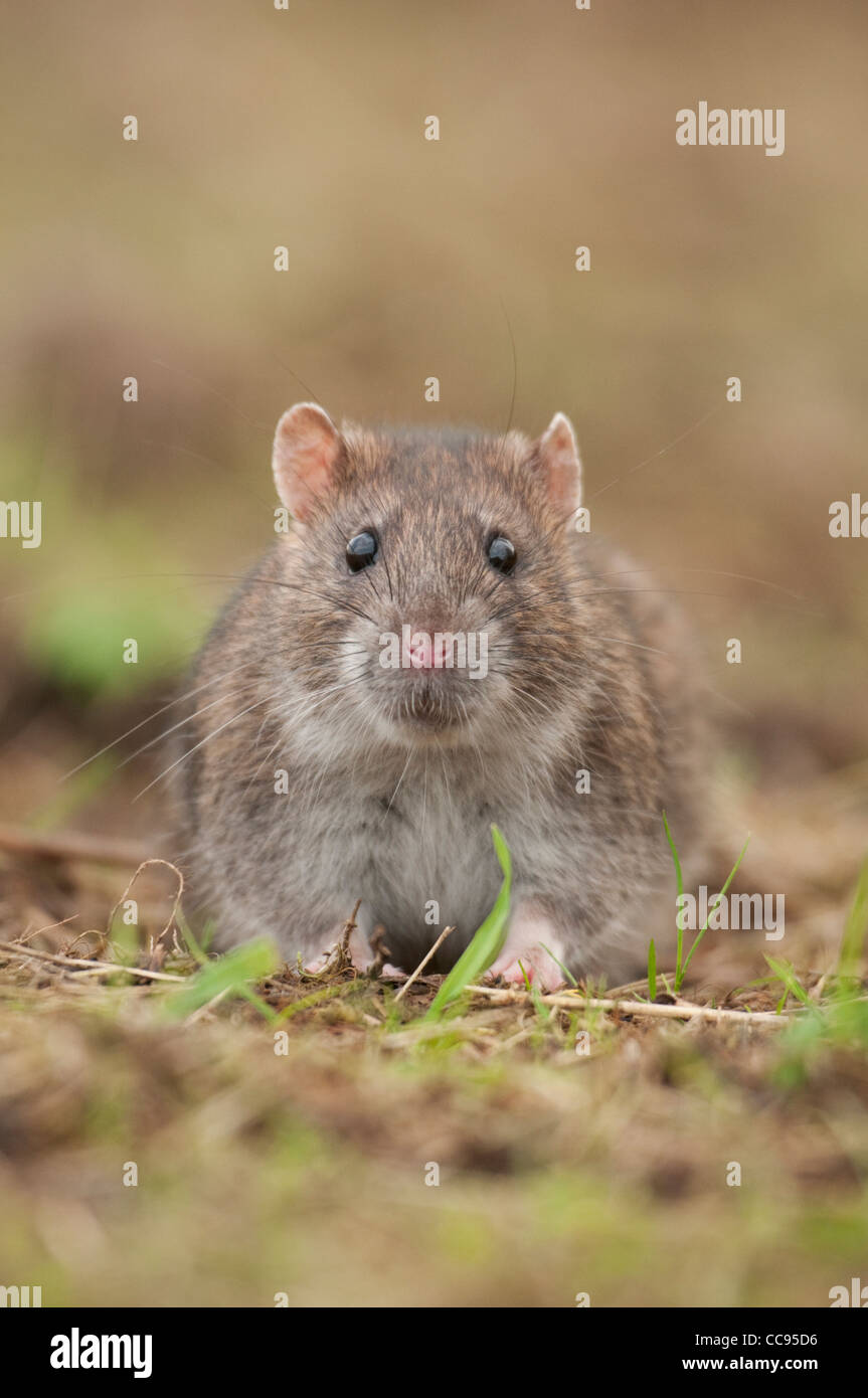 Brown rat (Rattus norvegicus) portrait Stock Photo - Alamy