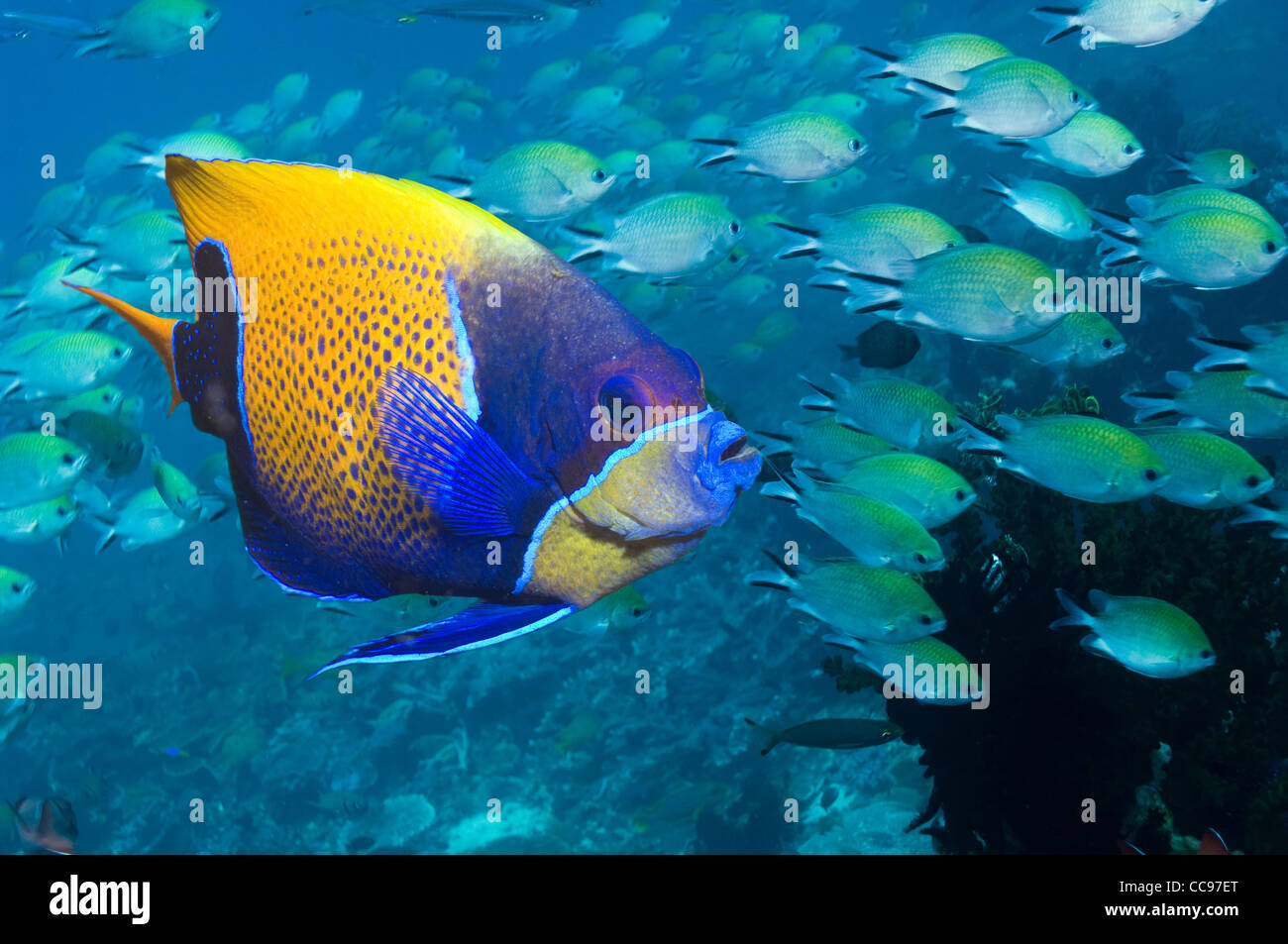 Blue-girdled angelfish (Pomacanthus navarchus) with Blue-green chromis in background. Komodo, Indonesia. Stock Photo