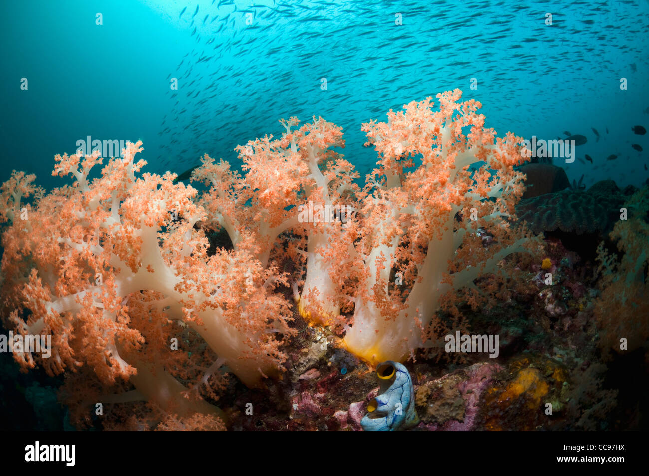 Tree coral (Scleronephthya sp). Rinca, Komodo National Park, Indonesia. Stock Photo