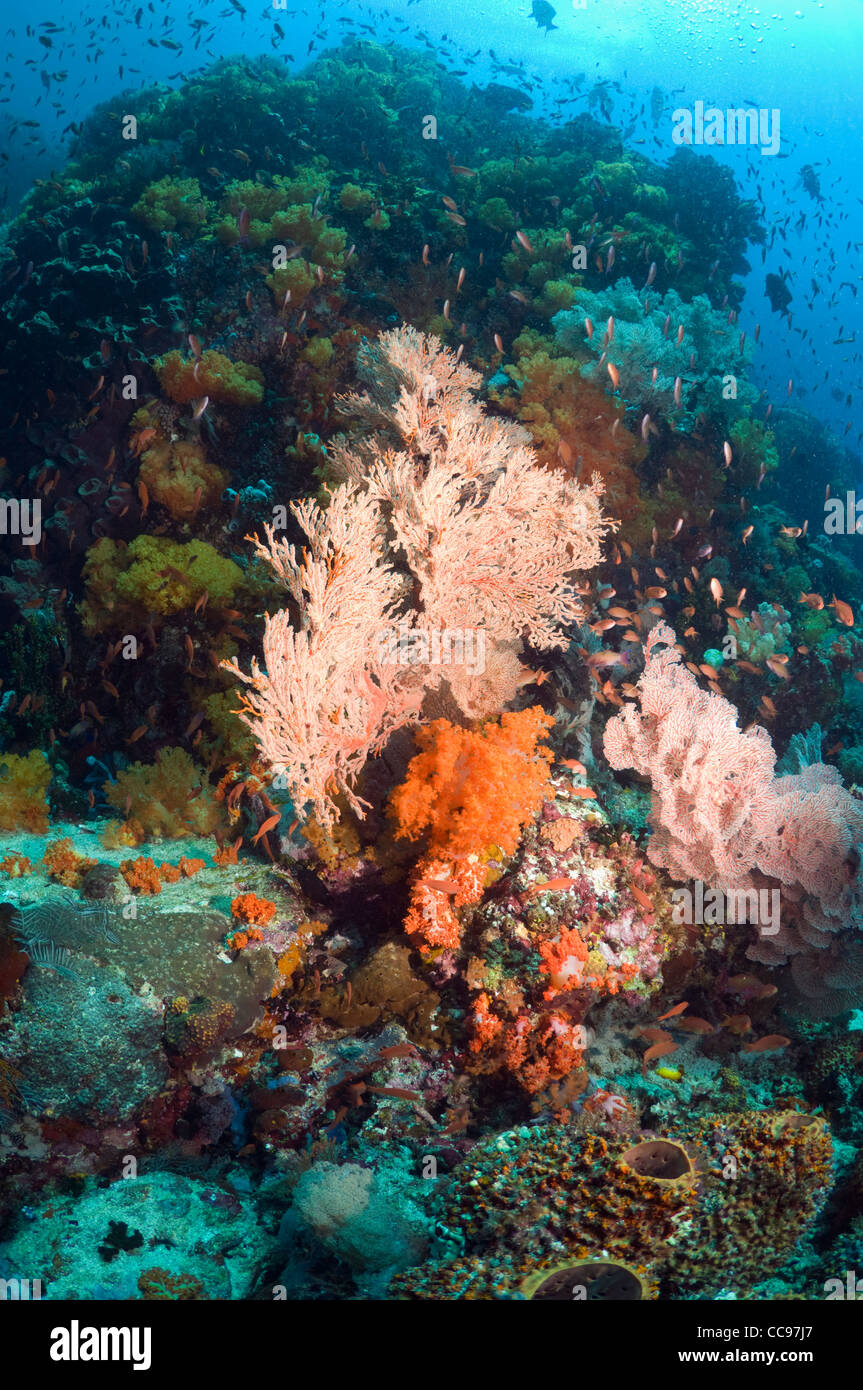 Coral reef scenery with gorgonians and soft corals Rinca Komodo National Park Indonesia. Stock Photo
