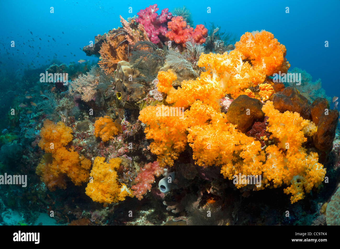 Coral reef with soft corals treecorals (Schleronephthya sp). Indonesia
