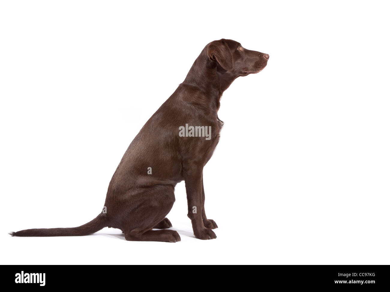 A Chocolate Labrador Pointer cross at 7 months old Stock Photo - Alamy