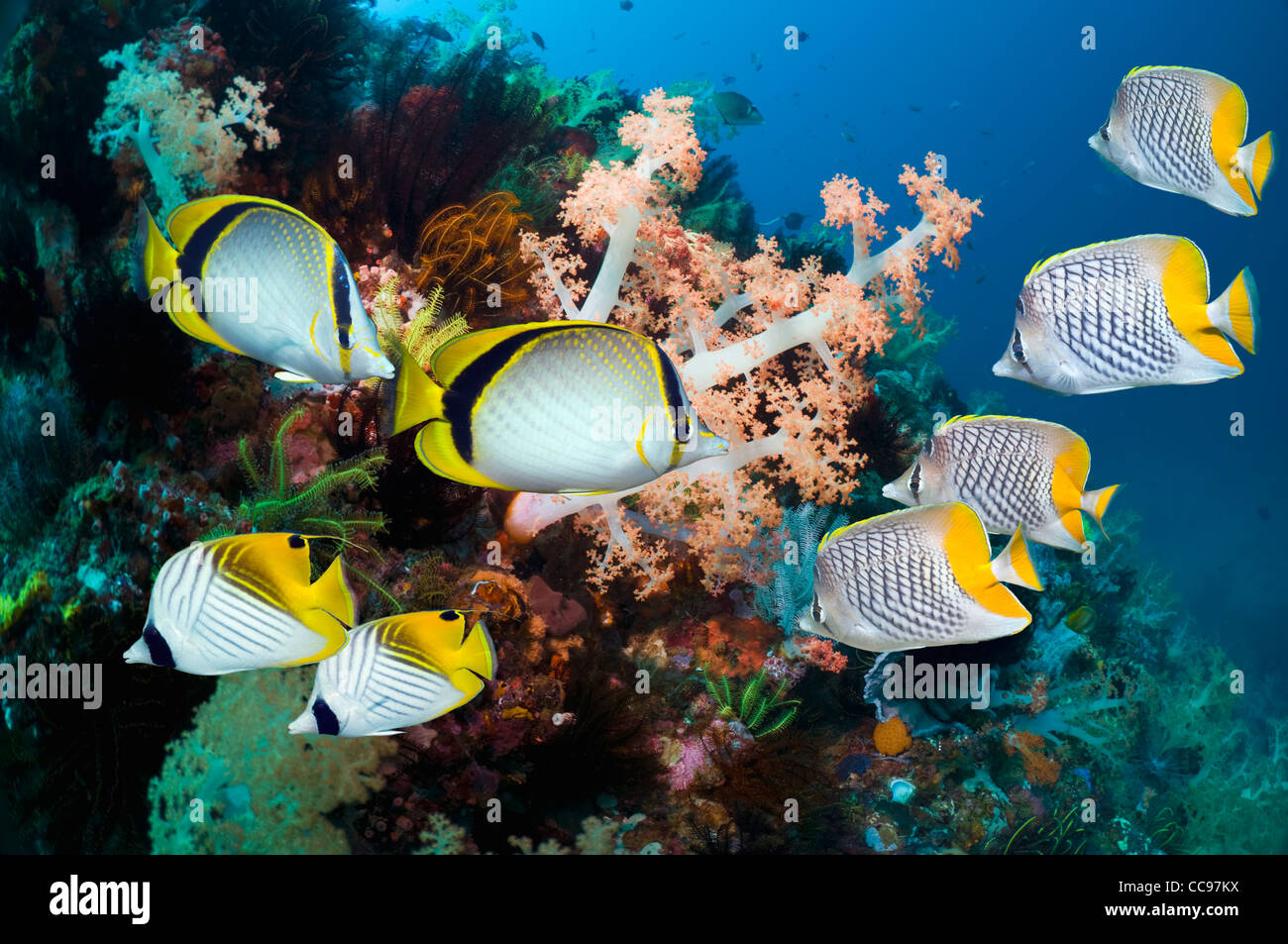 Yellow-dot butterflyfish Chevron or Pearlscale butterflyfish and Threadfin butterflyfish swimming over coral reef with treecoral Stock Photo