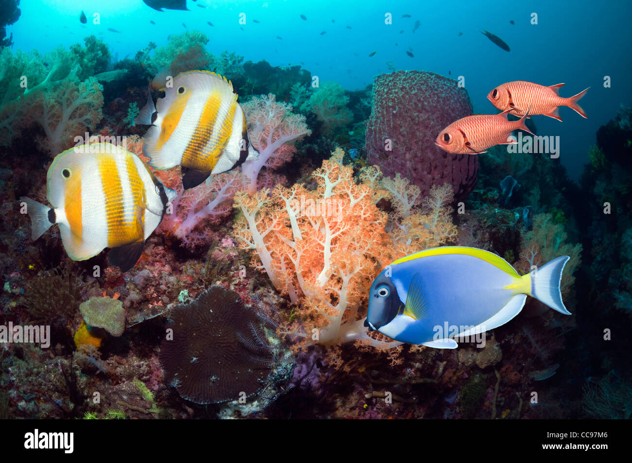 Orange banded coralfish (Coradion chrysozonus), Powderblue surgeonfish (Acanthurus leucosternon) swimming over coral reef. Stock Photo