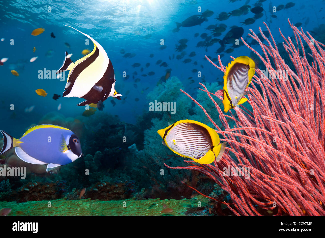 Moorish idol, Powder-blue surgeonfish and a pair of Black-backed butterflyfish swimming past gorgonian on coral reef. Indonesia Stock Photo