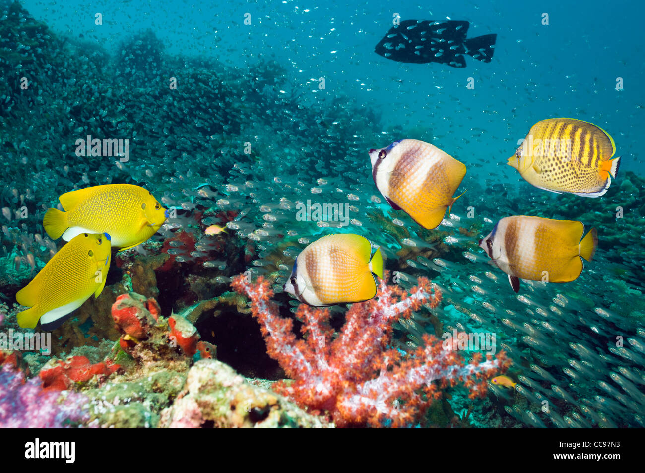 Klein's butterflyfish, Three-spot angelfish and a Spot-banded buterflyfish over coral reef with soft corals and cardinalfish Stock Photo