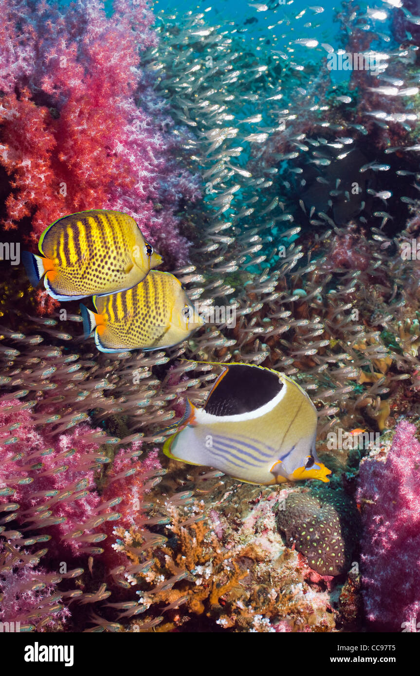 Coral reef scenery with a Saddled butterflyfish and a pair of Spot-banded butterflyfish.  Andaman Sea Thailand Stock Photo