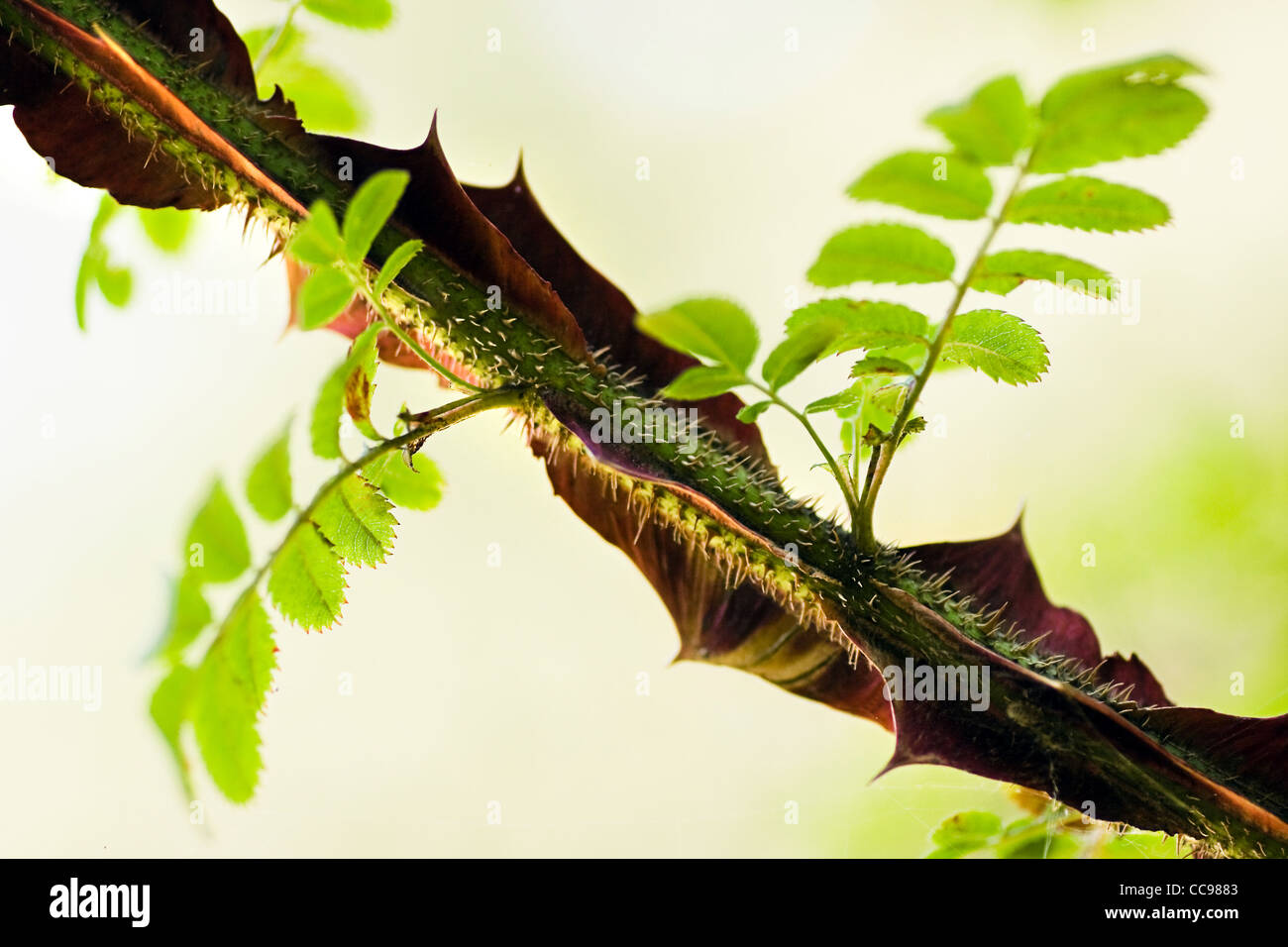 Big red thorns on wild botanical rose Rosa sericea pterecantha Stock Photo