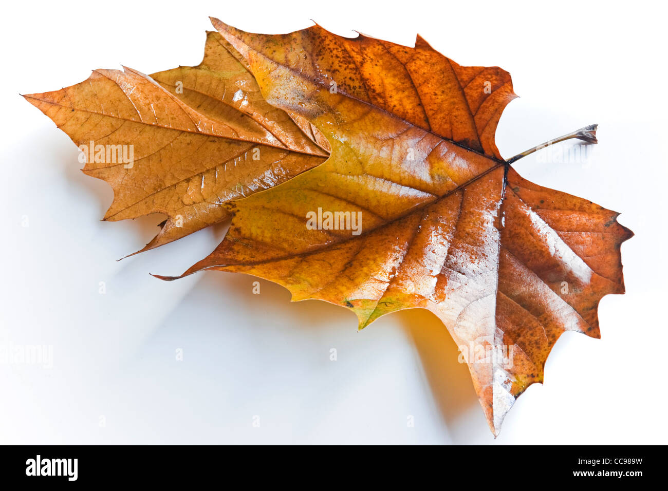 two brown wet leaves from plane tree in autumn with shadow on white background Stock Photo