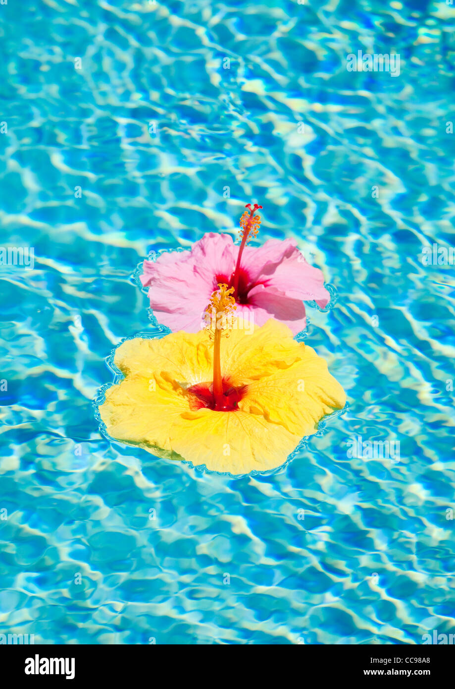 Colorful Flower Floating in Pool Stock Photo Alamy