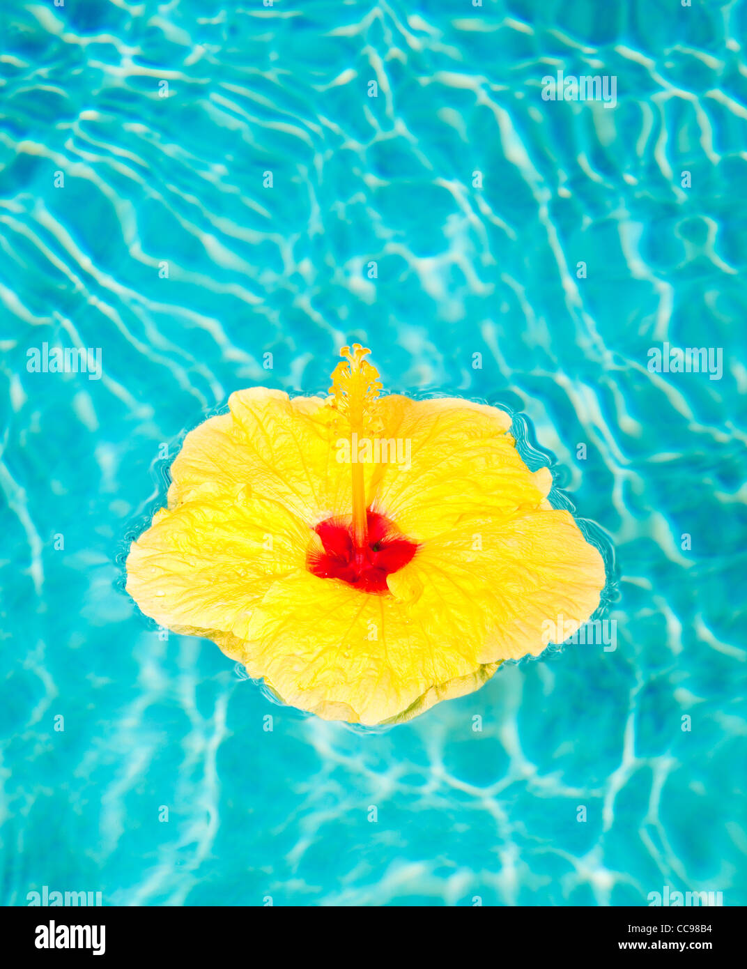 Colorful Flower Floating in Pool Stock Photo Alamy