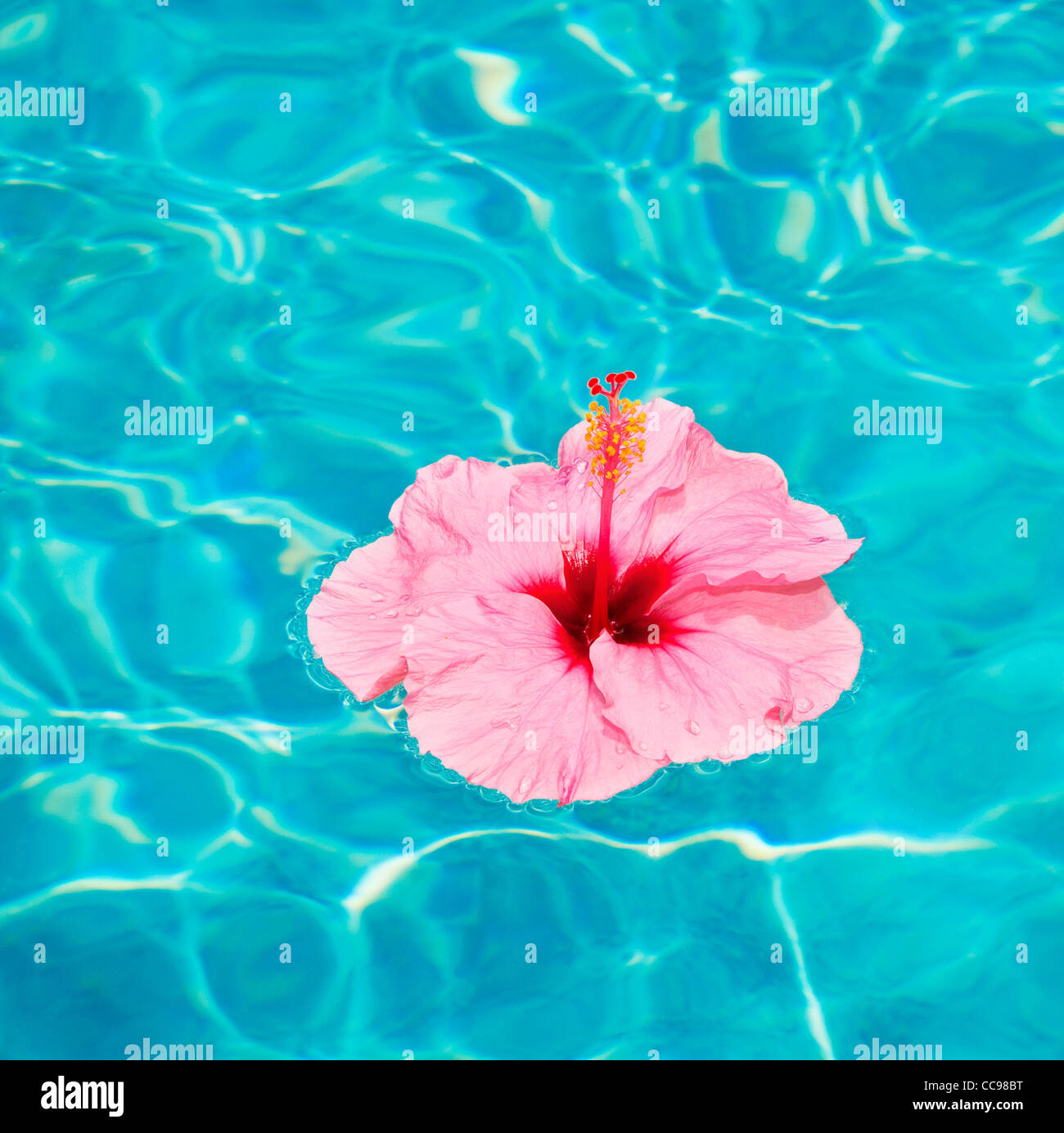 Colorful Flower Floating in Pool Stock Photo Alamy