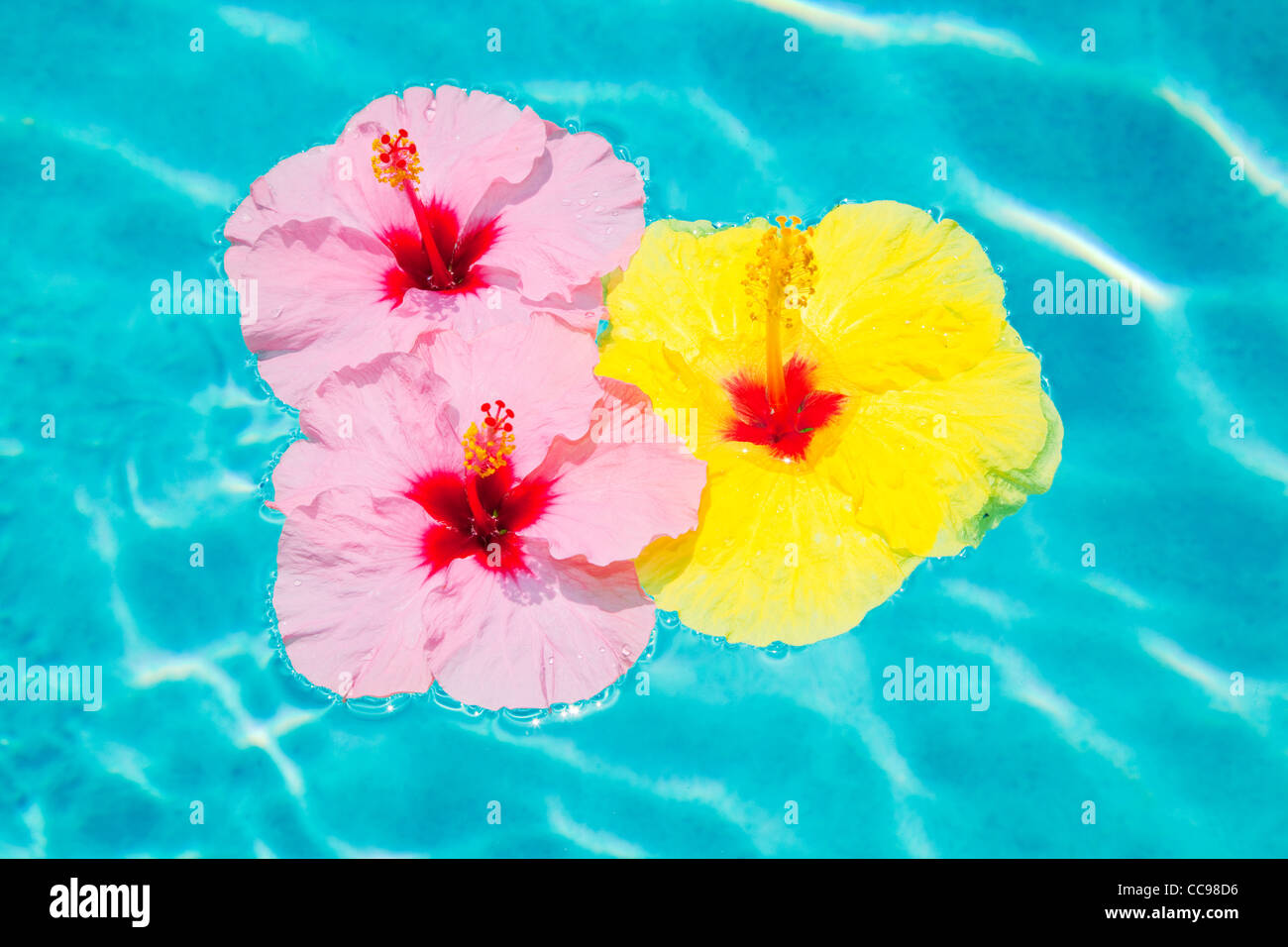 Colorful Flower Floating in Pool Stock Photo Alamy