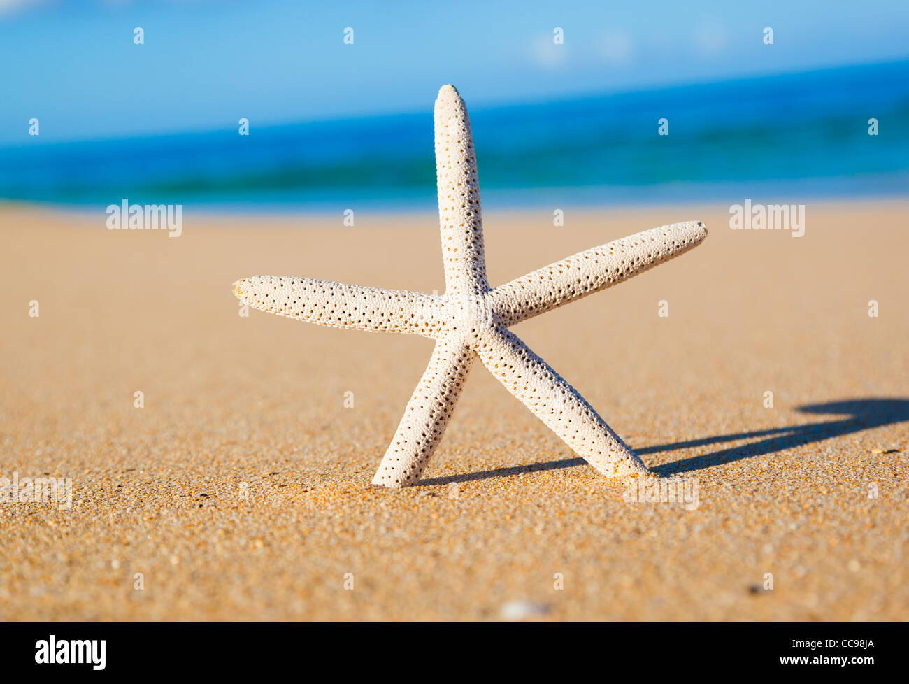 Starfish, Shell on Tropical Beach Stock Photo