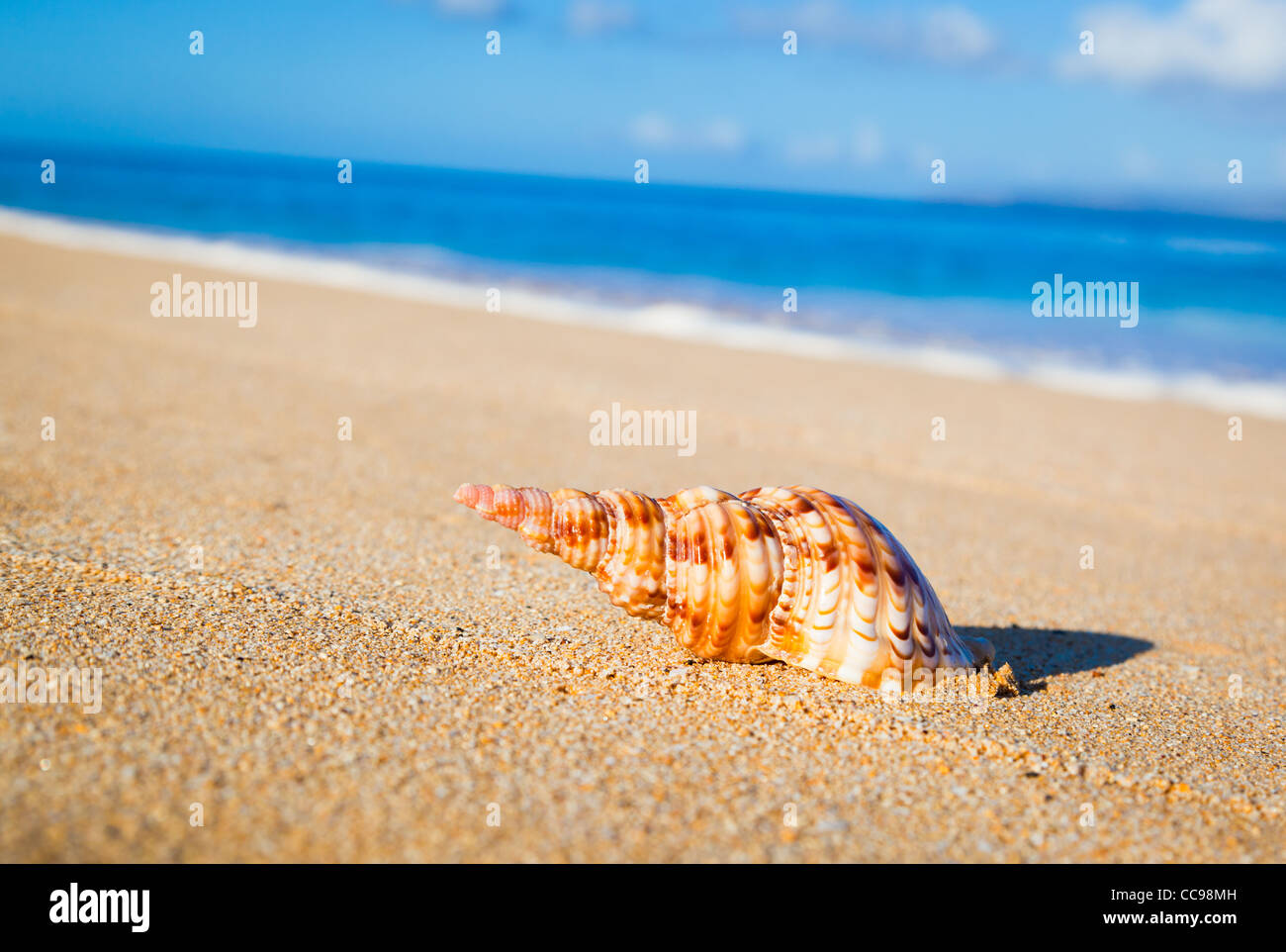 Shell on Exotic Beach Stock Photo