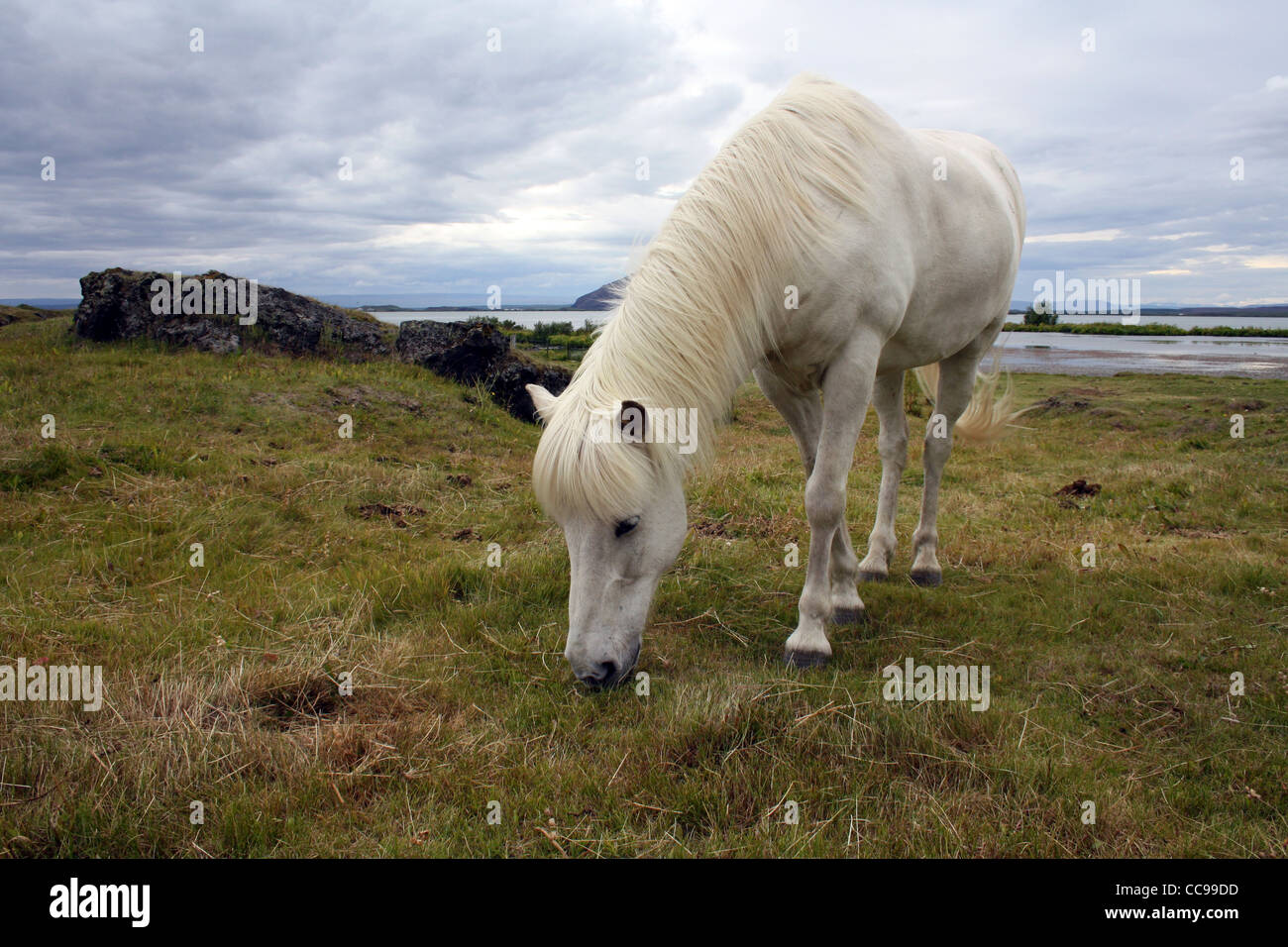 White horse grazing in a field Stock Photo - Alamy