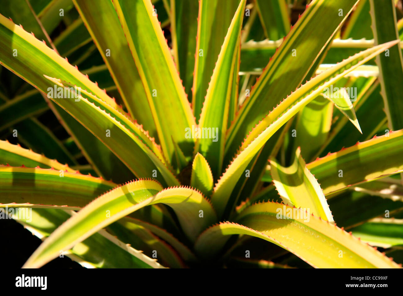 Green leaves of a pineapple plant Stock Photo Alamy