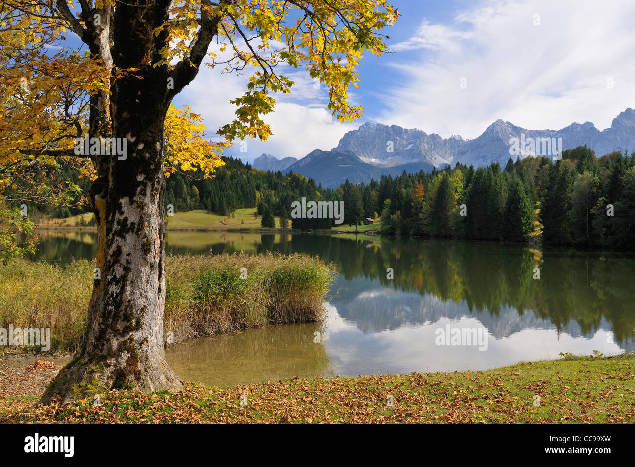 Maple Tree in Autumn, Lake Wagenbruechsee, Gerold, Werdenfelser Land ...