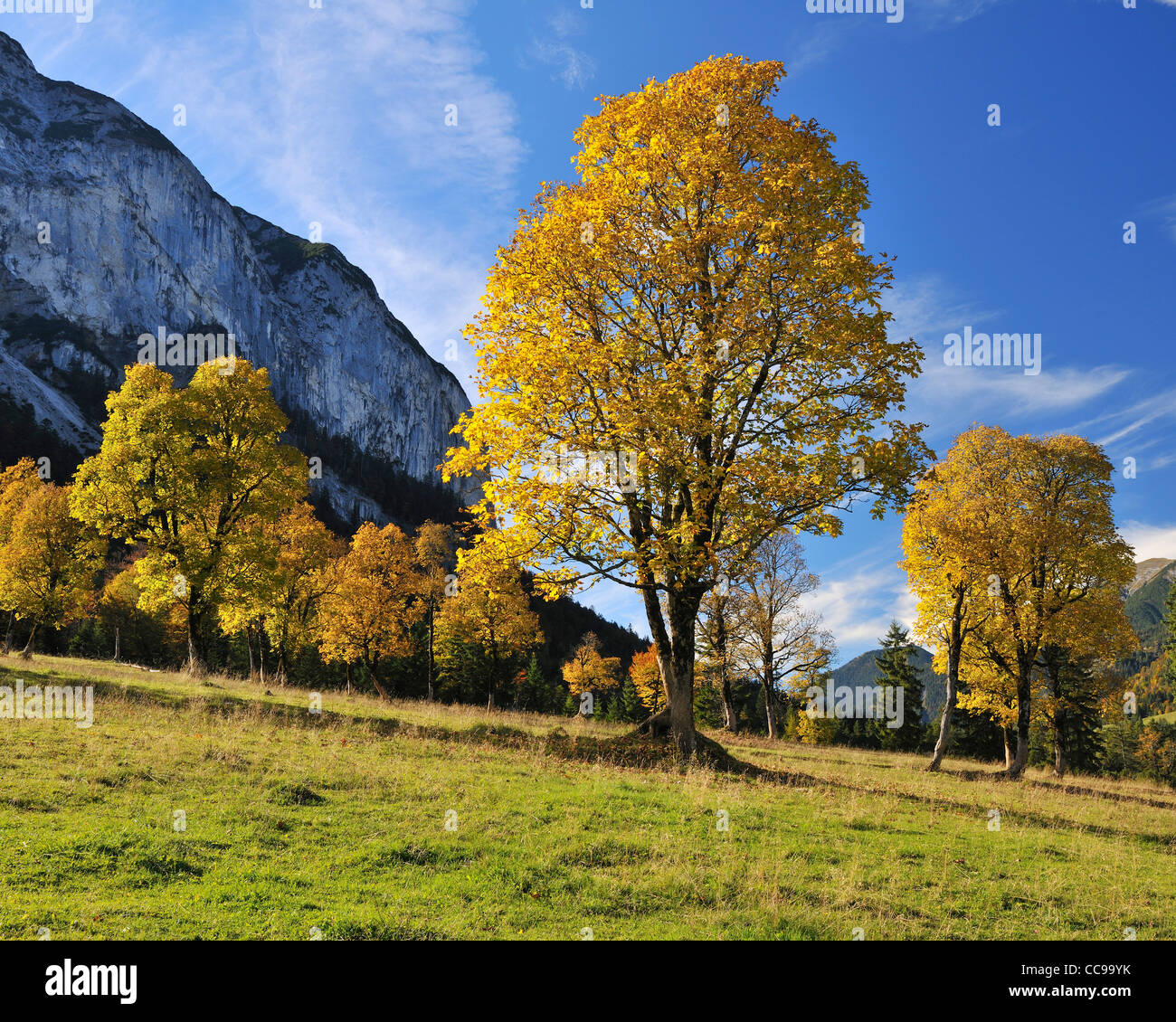 Maple Trees in Autumn, Grosser Ahornboden, Karwendel, Eng, Tyrol, Austria Stock Photo