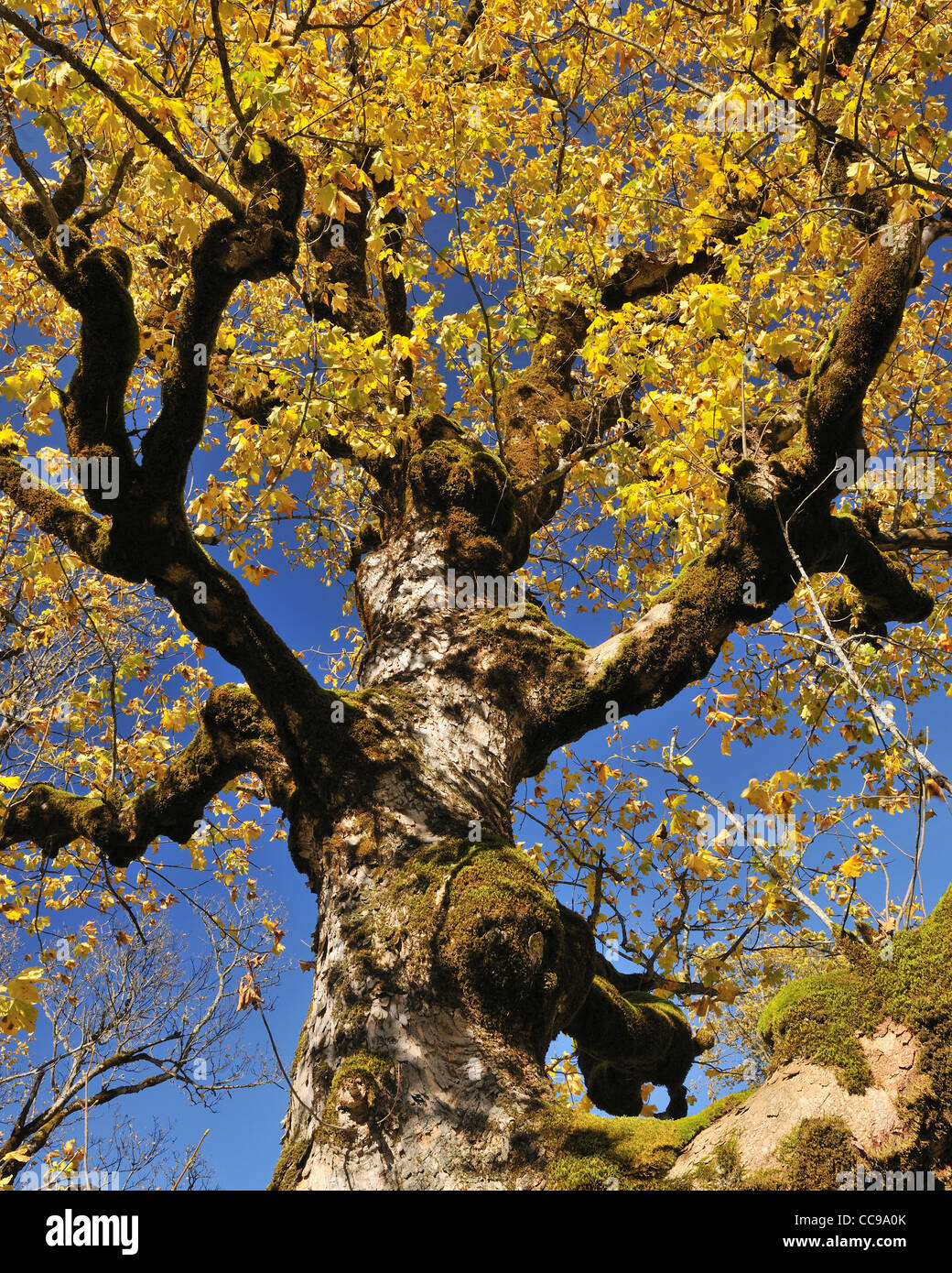 Maple Tree in Autumn, Grosser Ahornboden, Karwendel, Eng, Tyrol, Austria Stock Photo