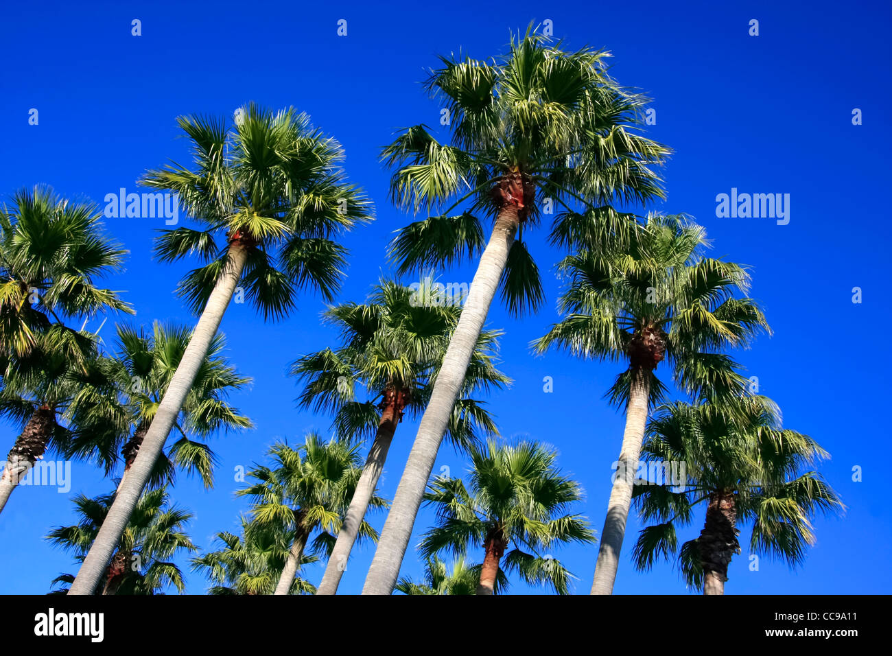 Palm trees over blue sky in up view Stock Photo - Alamy
