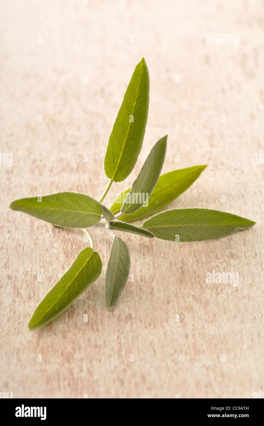 Closeup of Sage Leaves Stock Photo Alamy