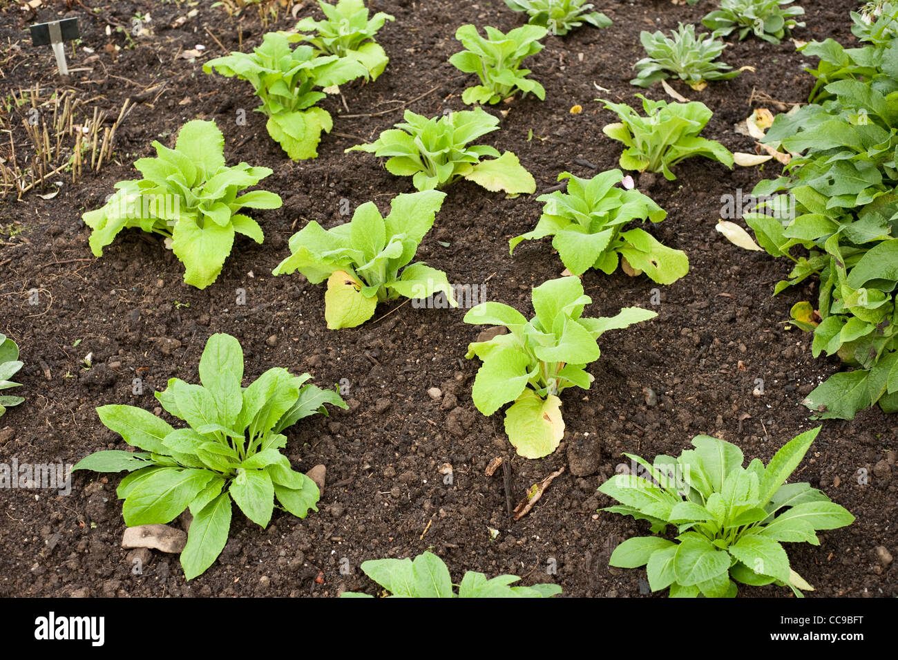 Perennial/biennial plants newly planted out in autumn to flower the following year Stock Photo
