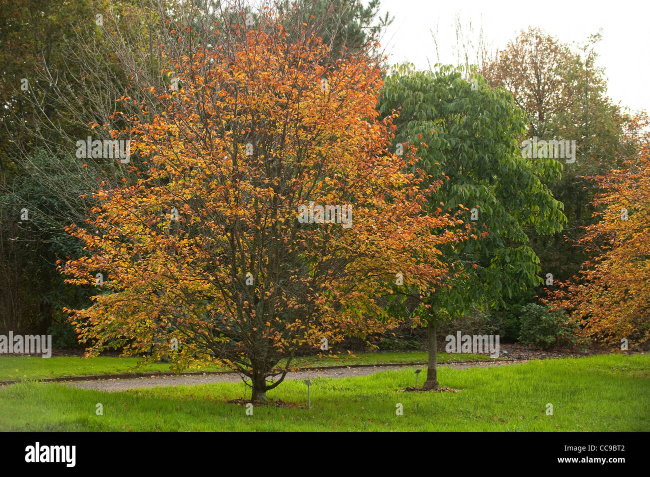 Fagus sylvatica 'Quercifolia' in autumn Stock Photo - Alamy