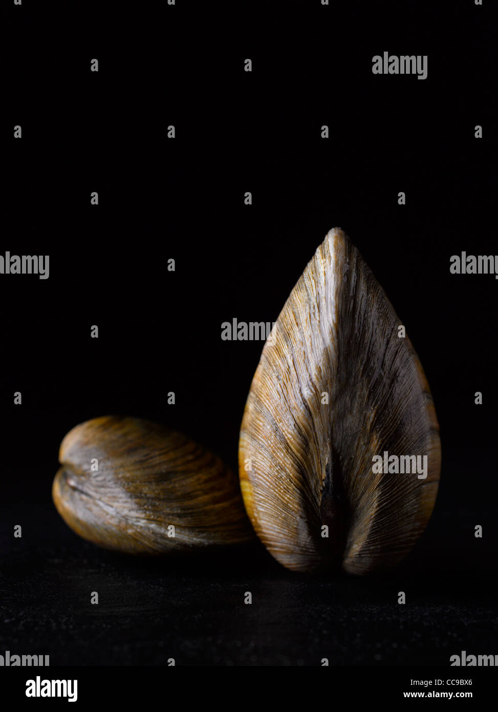 Clam shell images hi-res stock photography and images - Alamy