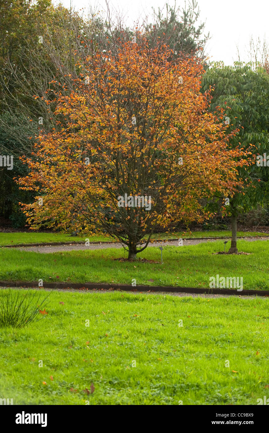Fagus Sylvatica Quercifolia In Autumn Stock Photo Alamy