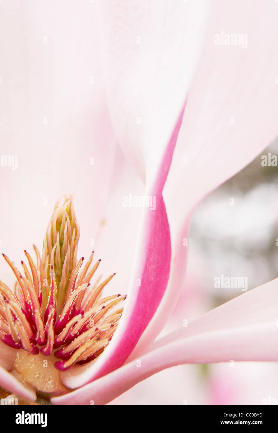 Close ups of pink magnolia flowers hi-res stock photography and images ...