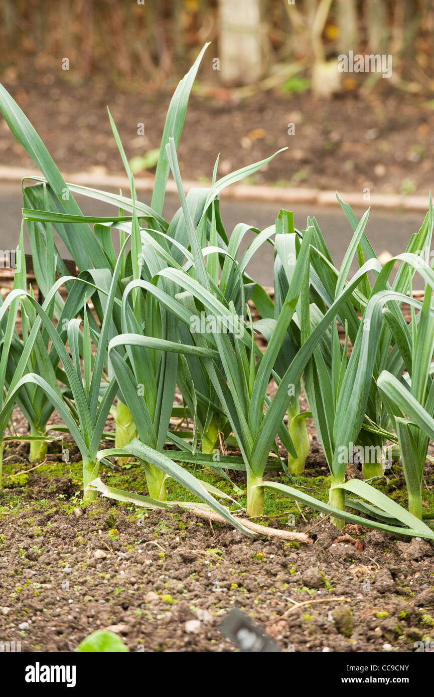 Leek 'Musselburgh Improved', Allium ampeloprasum var. porrum Stock Photo