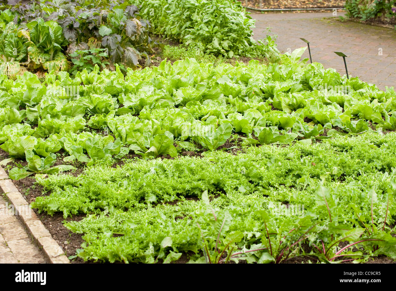 Mixed varieties of Chicory and Endive growing in autumn Stock Photo