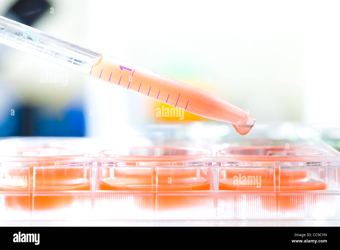 Blood test. Pipette puts blood samples into a multiwell sample tray