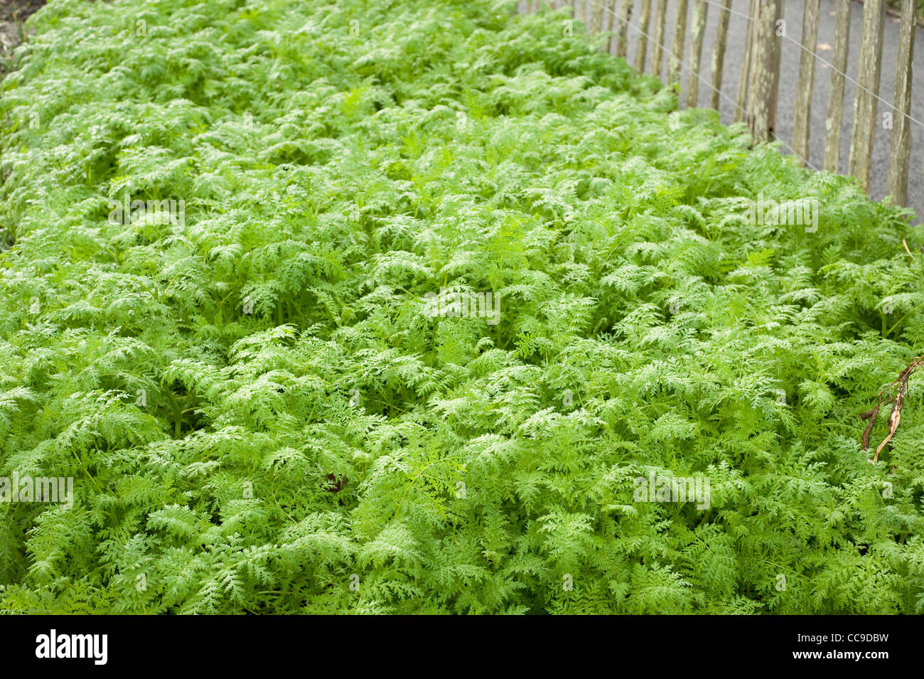 Phacelia tanacetifolia 'Balo', Scorpion Weed, grown as a green manure, RHS Rosemoor, Devon, England, United Kingdom Stock Photo
