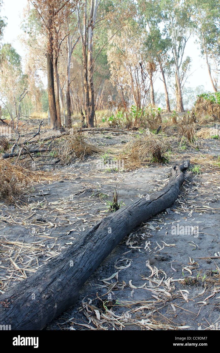 charred trunks of trees after fire Stock Photo - Alamy