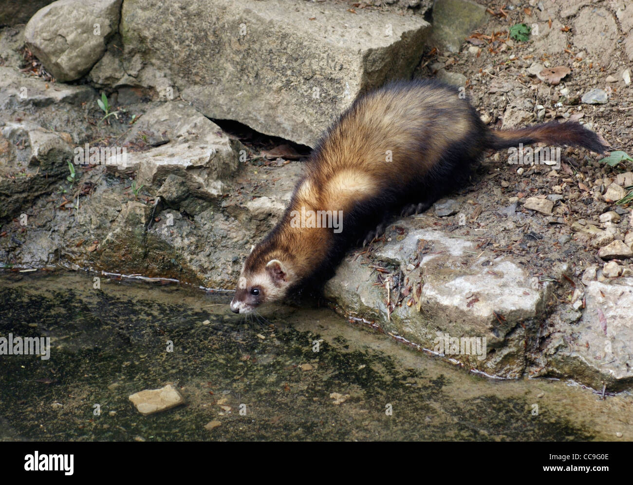 a ferret and stones waterside Stock Photo