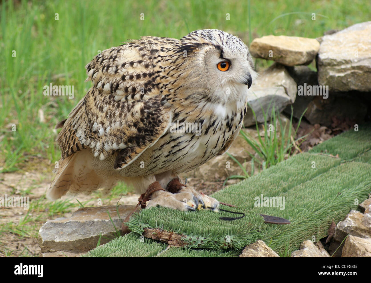 performing Long-eared Owl sitting on the ground at feed Stock Photo