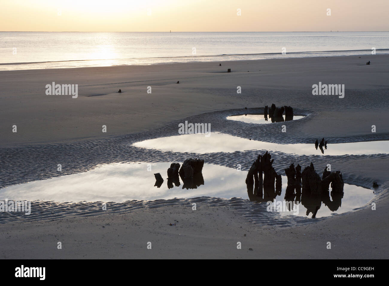 Stumps of fallen uprooted trees protrude from the sand at Driftwood Beach on Jekyll Island, Georgia Stock Photo