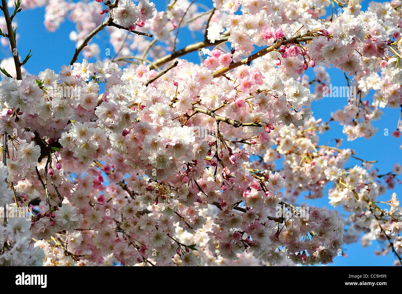 pink cherry tree flowers against a blue sky Stock Photo - Alamy