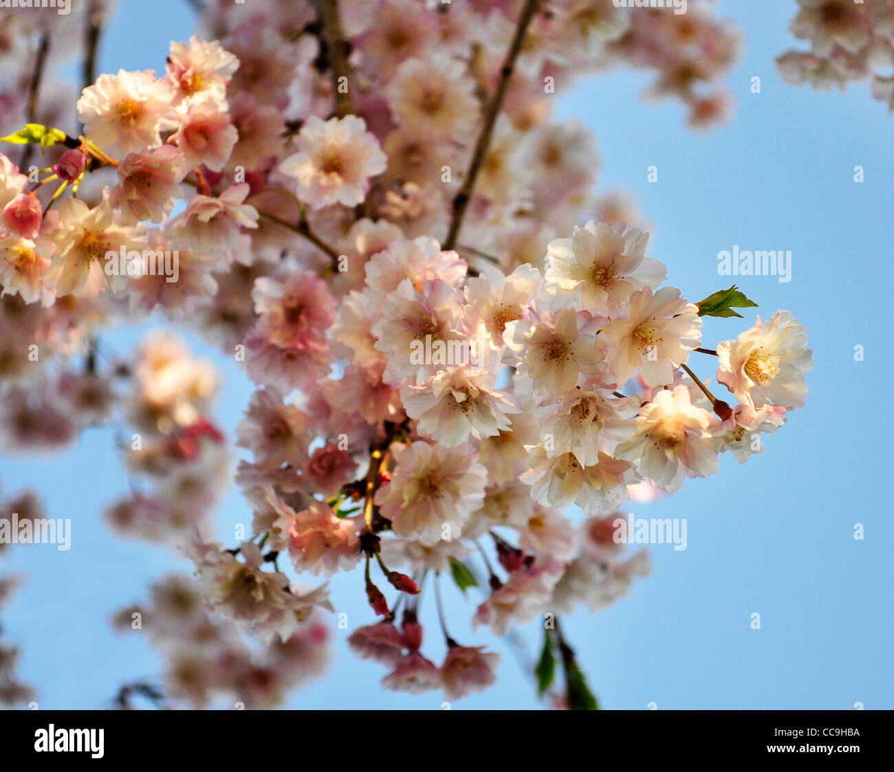 pink cherry tree flowers against a blue sky Stock Photo - Alamy