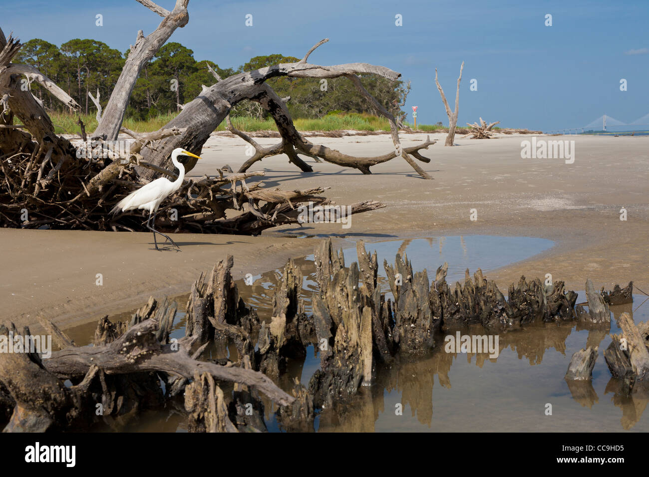 Great Egret (Ardea alba) walking between dead trees and roots at Driftwood Beach on Jekyll Island, Georgia Stock Photo