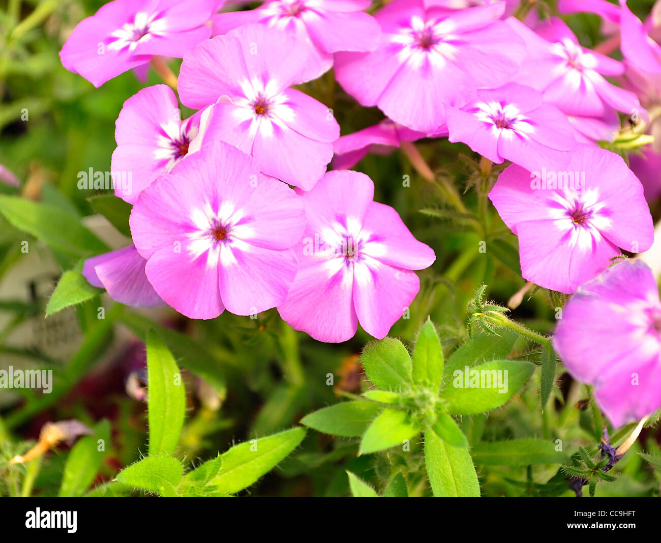 Close view on Pink phlox flowers in summer Stock Photo - Alamy