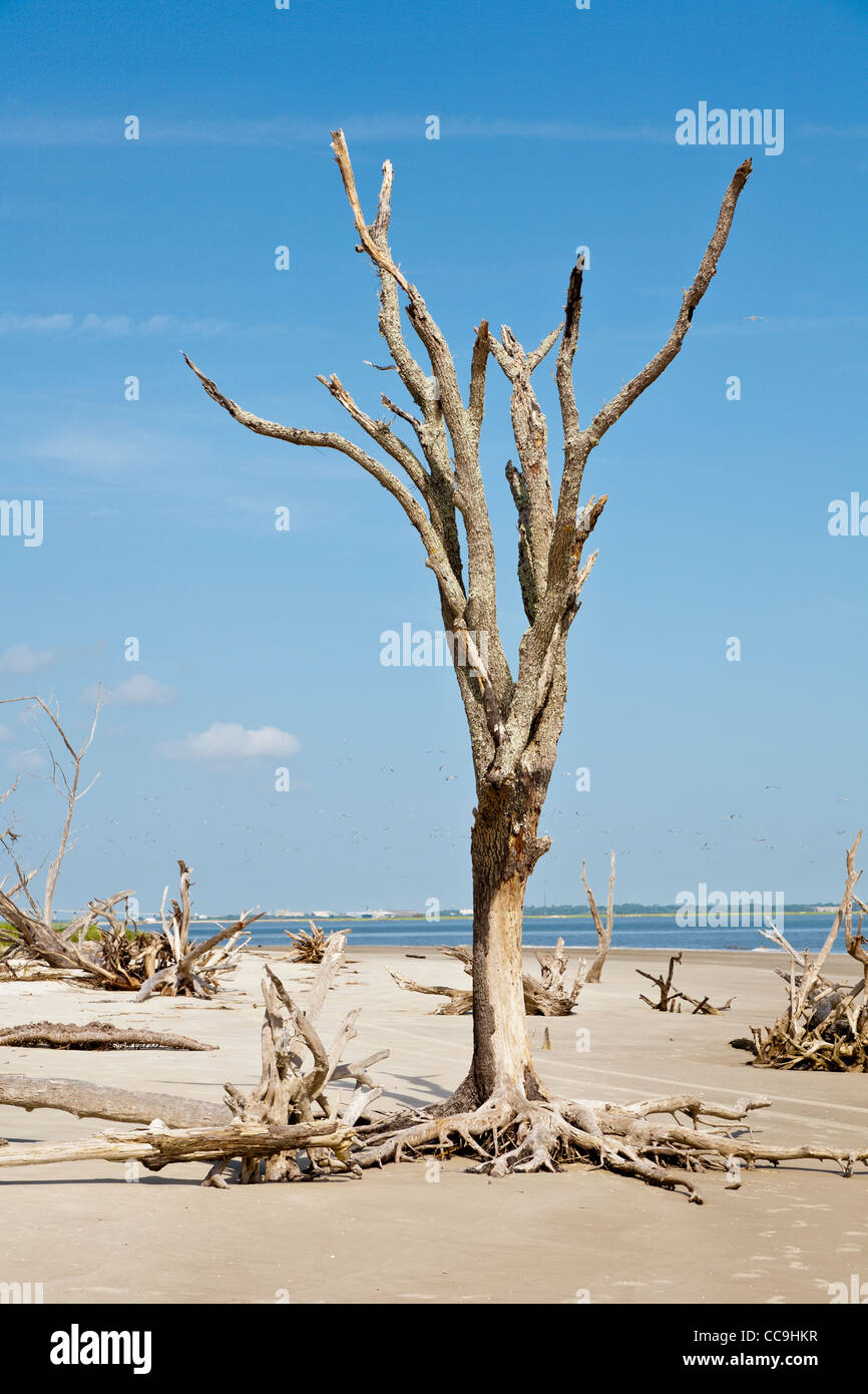 One dead tree stands amid fallen uprooted trees at Driftwood Beach on Jekyll Island, Georgia Stock Photo