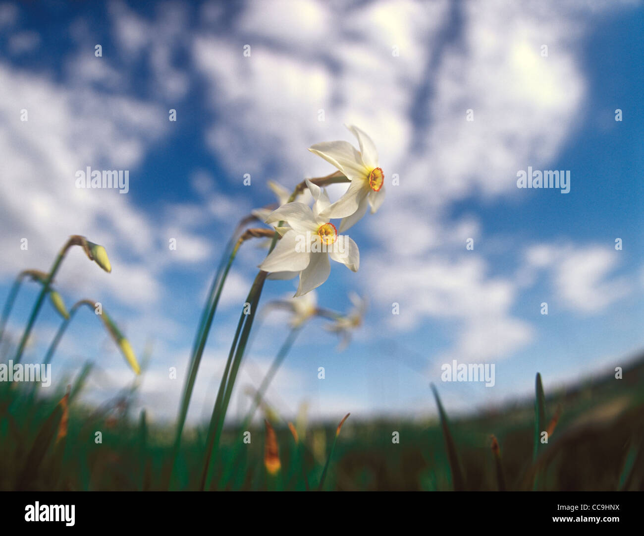 Spring daffodils in Narcissi Valley. Stock Photo