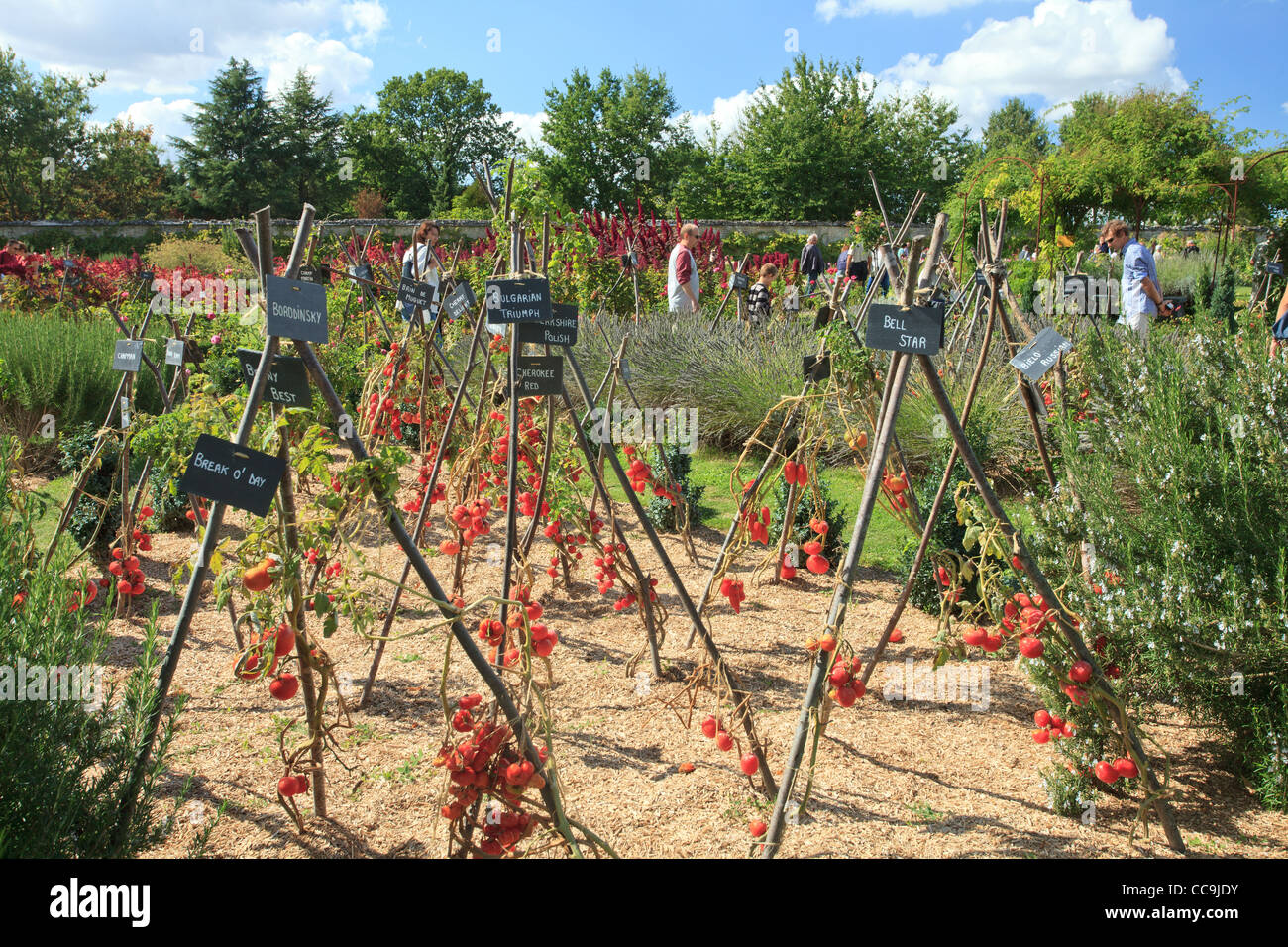 France, Indre-et-Loire, the château de la Bourdaisière, Conservatory of tomato, collection of tomatoes in the kitchen garden Stock Photo