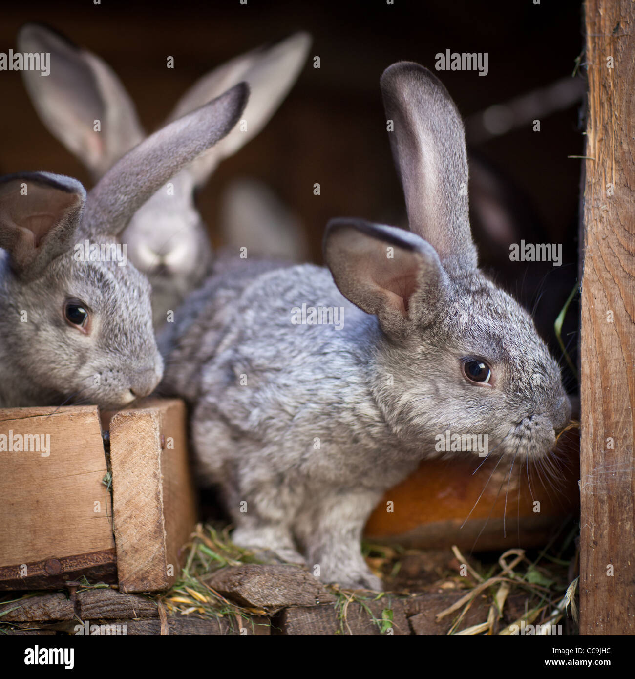 Young rabbits (European Rabbit - Oryctolagus cuniculus Stock Photo - Alamy